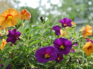 Read more about the article Top Seven Fence-Loving Plants for Plant Hardiness Zone 3