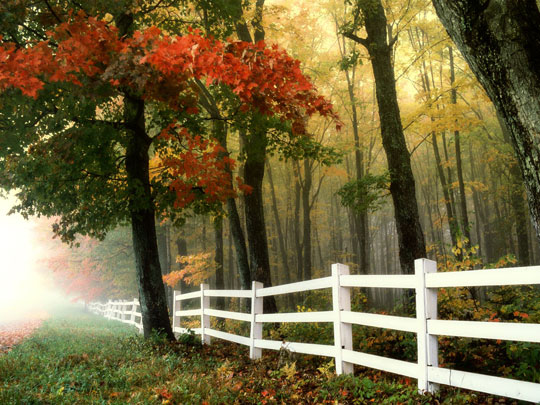 You are currently viewing Four Reasons to Opt for a Vinyl Fence